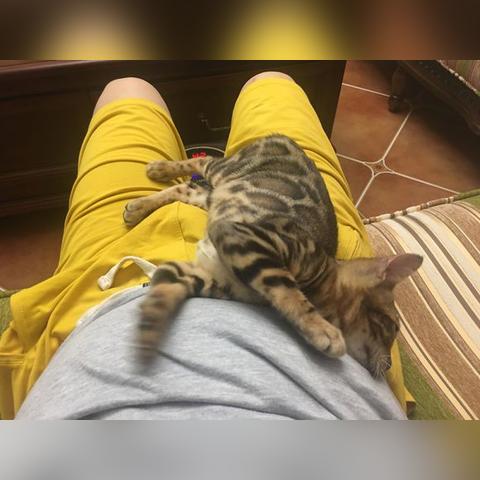 (喵喵迷宫)探索喵神的迷宫游戏：揭秘神秘猫咪世界的奇幻冒险之旅