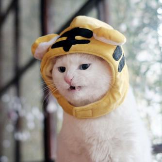 (喵喵迷宫)探索喵神的迷宫游戏：揭秘神秘猫咪世界的奇幻冒险之旅